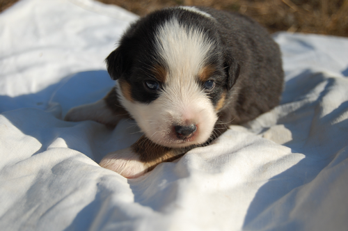 berger australien chiot femelle