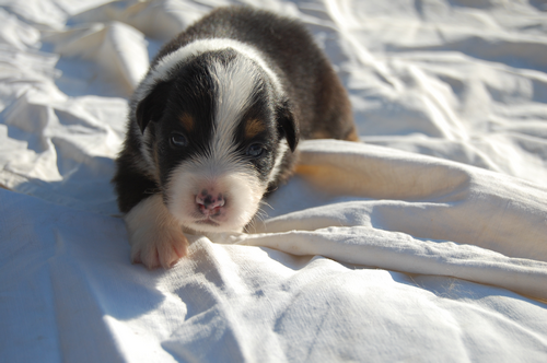 berger australien chiot male