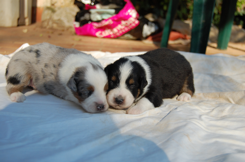 berger australien chiot