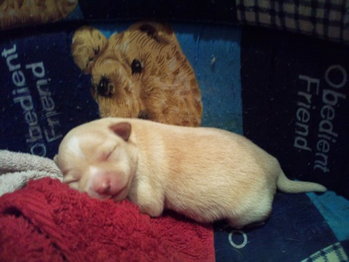 chihuahua