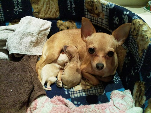 chihuahua