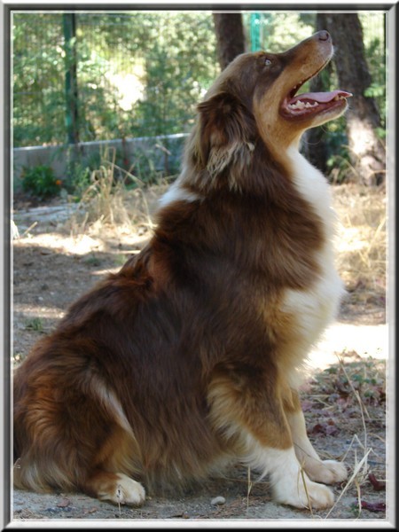 dolce
