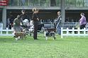 DGOLDCUP1
