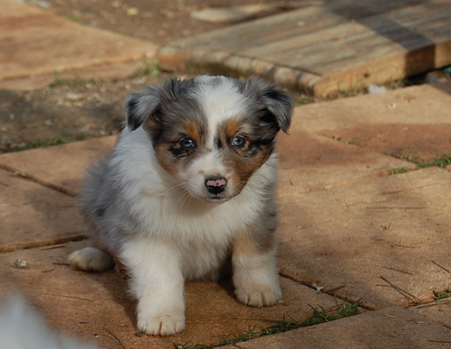 fendy