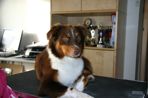 berger australien cachou