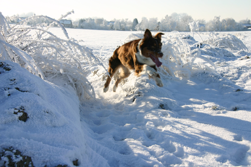 berger australien cachou neige