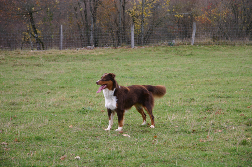 berger australien cachou