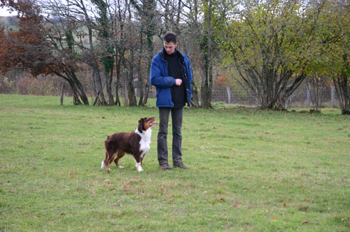 berger australien cachou