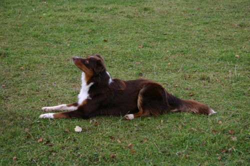 berger australien cachou