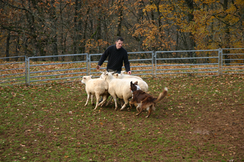 berger australien cachou
