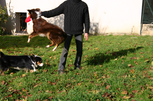 berger australien cachou