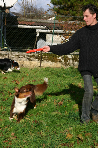 berger australien cachou