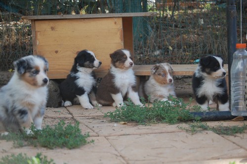 chiot