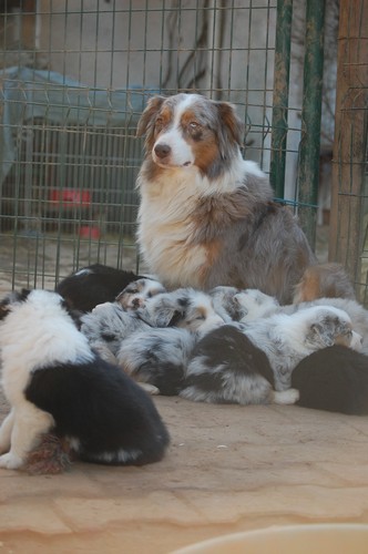 chiot