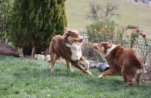 berger australien chynemoon et country