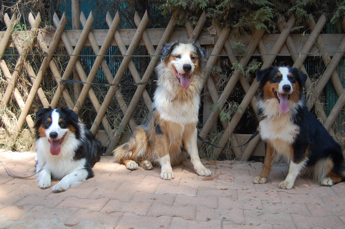 berger australien famille