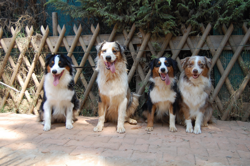 berger australien famille happy