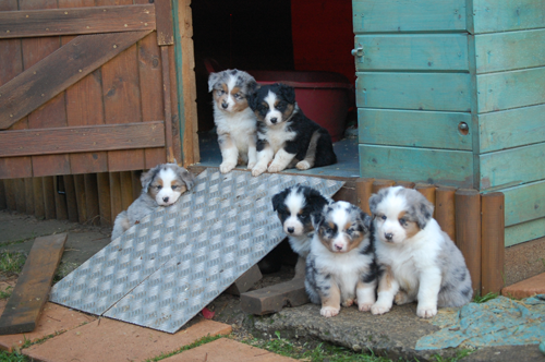 berger australien chiot