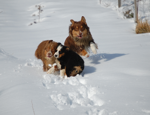 berger australien neige