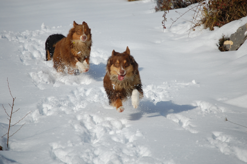 berger australien neige