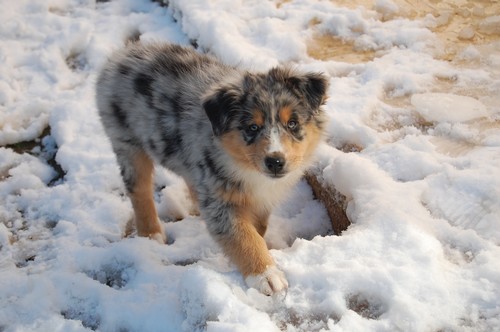 gimme