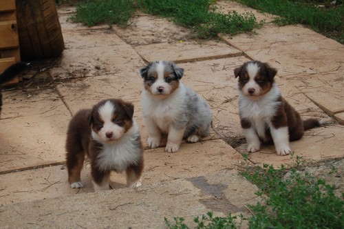 chiot